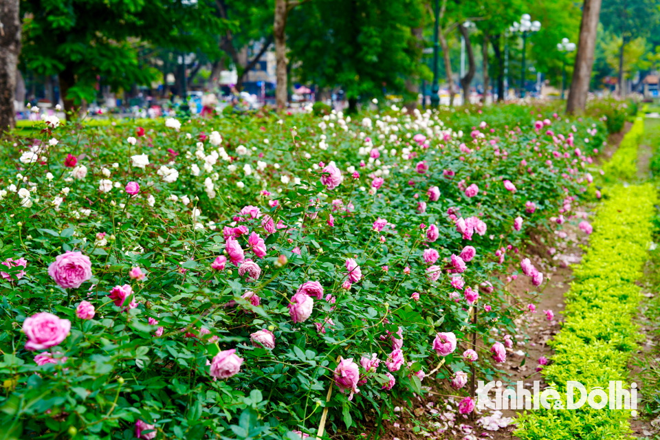 H&agrave;ng ngh&igrave;n c&acirc;y hoa hồng nở rộ sẽ l&agrave; kỳ vọng mang lại cảnh quan mới cho C&ocirc;ng vi&ecirc;n Thống Nhất.