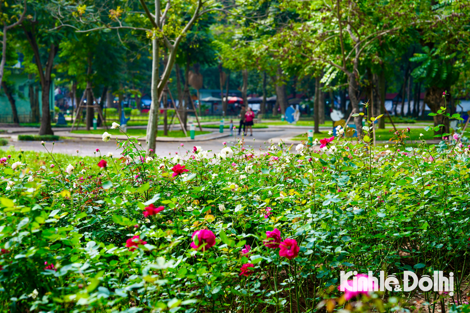 Những ng&agrave;y qua, tại C&ocirc;ng vi&ecirc;n Thống Nhất (quận Hai B&agrave; Trưng, TP H&agrave; Nội) c&oacute; h&agrave;ng ngh&igrave;n gốc hoa hồng đang kỳ nở rộ.