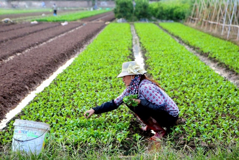 Chăm s&oacute;c rau m&agrave;u tr&ecirc;n c&aacute;nh đồng th&ocirc;n Đ&ocirc;ng Cao (x&atilde; Tr&aacute;ng Việt, huyện M&ecirc; Linh).