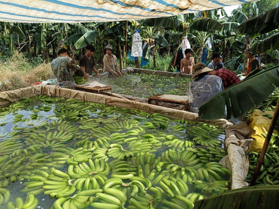 Thu hoạch chuối tại huyện Trảng Bom tỉnh Đồng Nai.