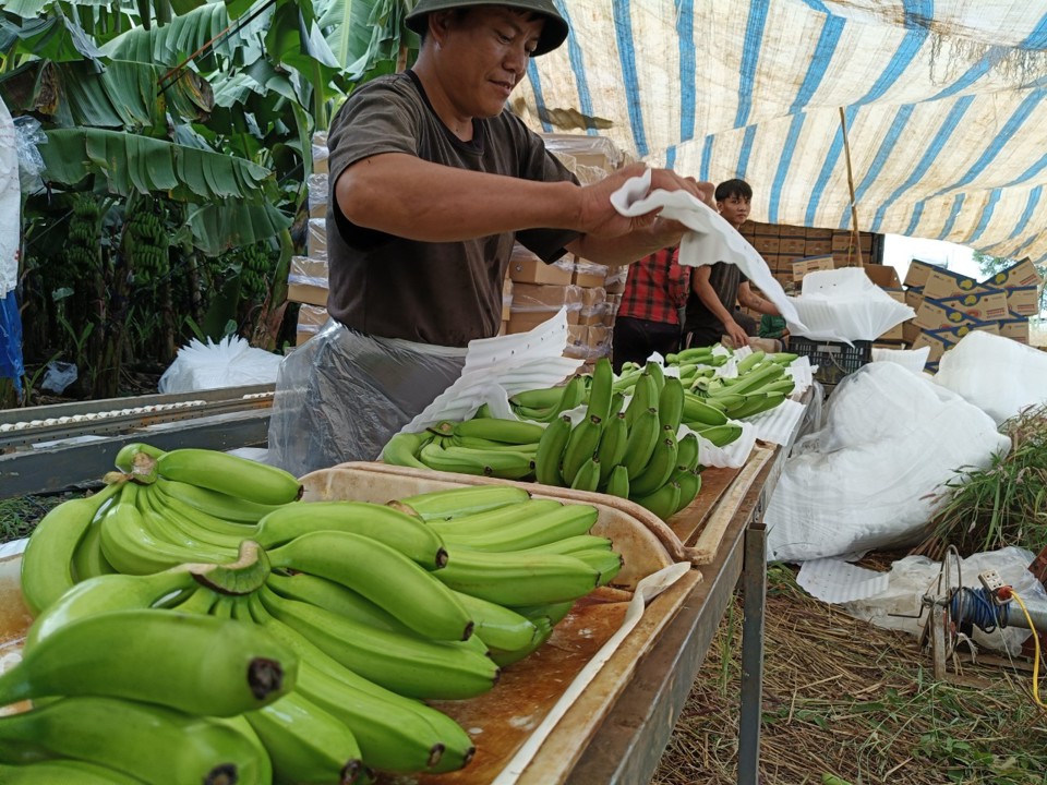 Vệ sinh, d&aacute;n tem nh&atilde;n cho chuối để xuất khẩu.