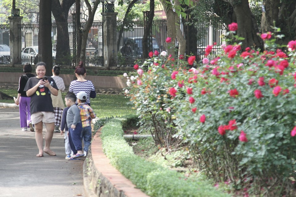 Hàng nghìn khóm hồng nở hoa, khoe sắc tại Công viên Thống Nhất  - Ảnh 2