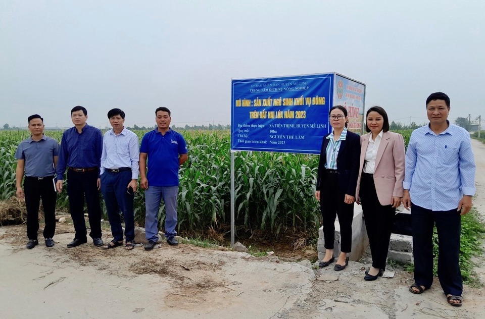 Nghiệm thu m&ocirc; h&igrave;nh sản xuất ng&ocirc; sinh khối tr&ecirc;n đất hai l&uacute;a tại huyện M&ecirc; Linh.