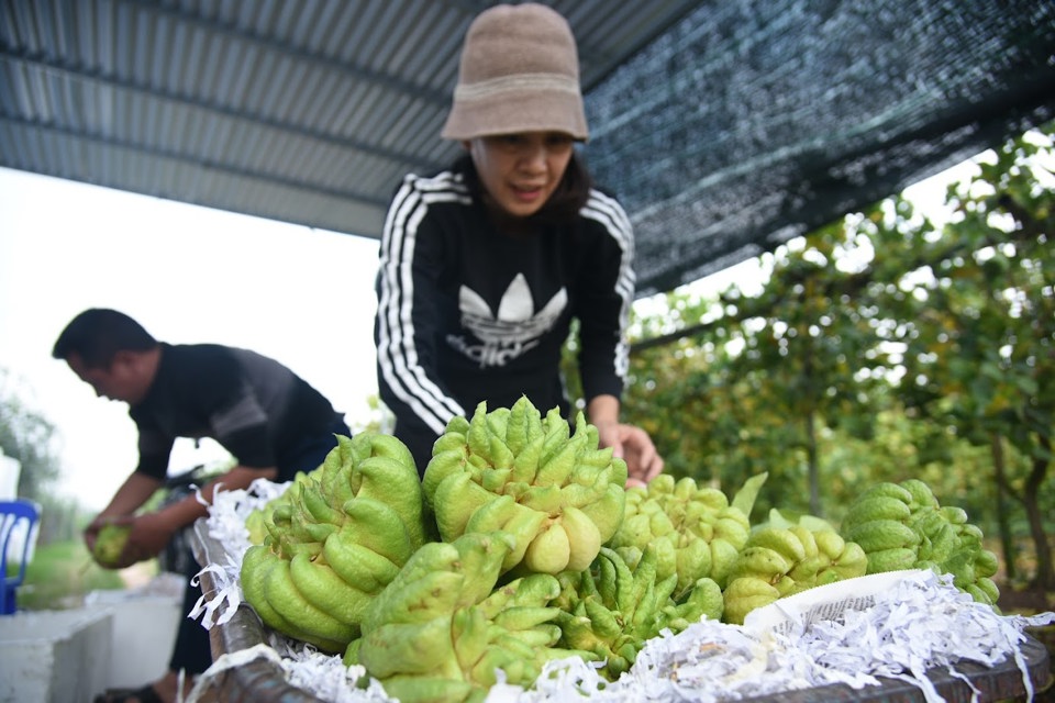 "Với những người t&acirc;m niệm, khi đếm chọn quả thường &aacute;p dụng theo quy luật "Thịnh - Suy - Bĩ - Th&aacute;i", nghĩa l&agrave; người mua sẽ đếm c&aacute;c ng&oacute;n quả lần lượt theo 4 từ như vậy, lặp đi lặp lại, nếu ng&oacute;n cuối c&ugrave;ng rơi v&agrave;o Thịnh hoặc Th&aacute;i l&agrave; rất qu&yacute;.