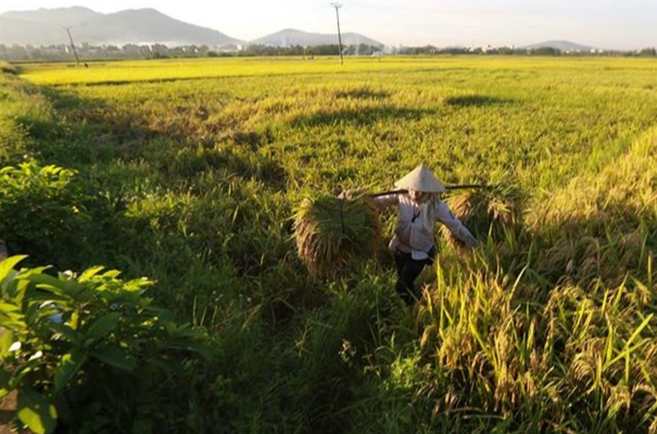 Gi&aacute; l&uacute;a gạo h&ocirc;m nay 10/1/2024: Gi&aacute; l&uacute;a chững, gi&aacute; gạo tăng. Ảnh minh họa.