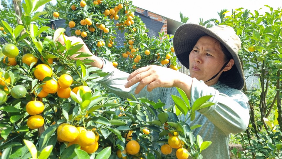 Trồng quất cảnh mang lại th&ecirc;m thu nhập cho c&aacute;c hộ d&acirc;n.