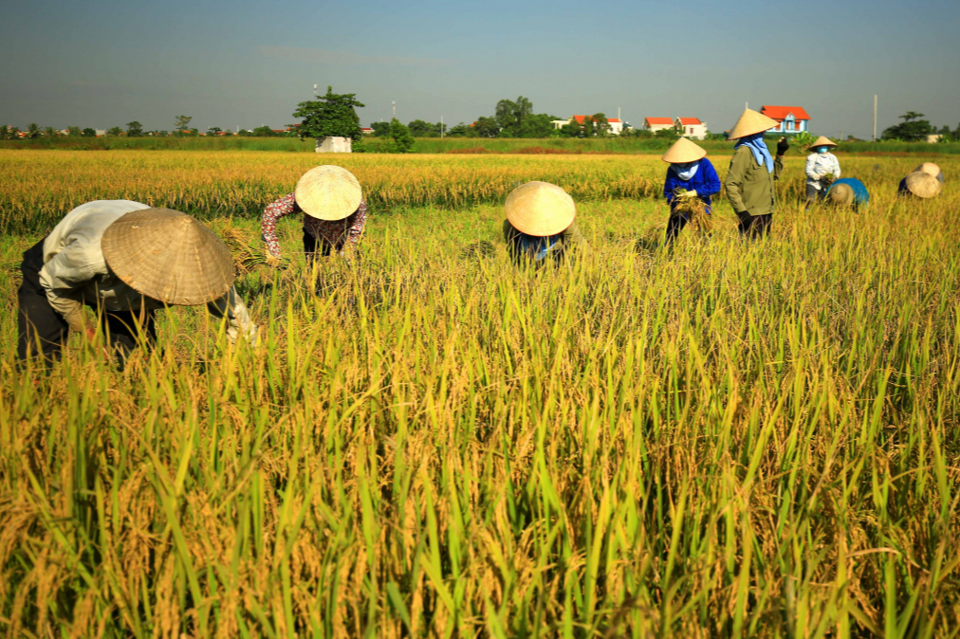 Gi&aacute; l&uacute;a gạo h&ocirc;m nay 11/1/2024: Gi&aacute; gạo giảm, gi&aacute; l&uacute;a chững. Ảnh minh họa.