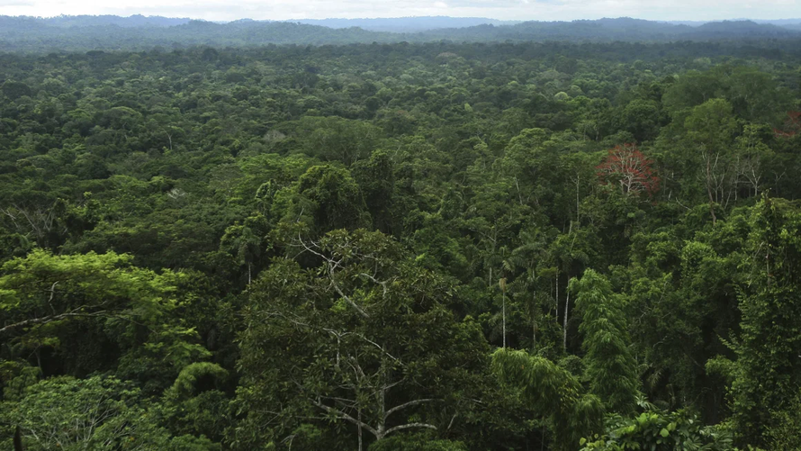Mạng lưới đ&ocirc; thị khổng lồ được t&igrave;m thấy ở Thung lũng Upano của rừng Amazon thuộc Ecuador, ph&iacute;a Đ&ocirc;ng của d&atilde;y Andes. Ảnh: Getty Images