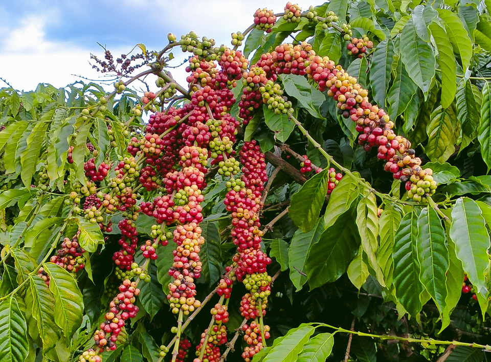 Gi&aacute; c&agrave; ph&ecirc; h&ocirc;m nay 14/1: Thiếu h&agrave;ng đẩy c&agrave; ph&ecirc; tăng hơn 2.000 đồng/kg trong tuần