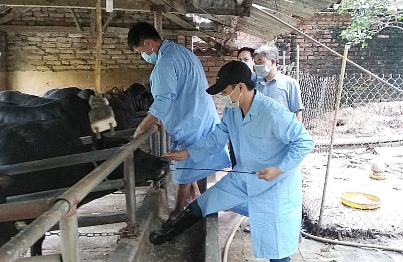Nhân viên thú y huyện Phúc Thọ tiêm vaccine phòng bệnh cho đàn bò. Ảnh: Hương Giang