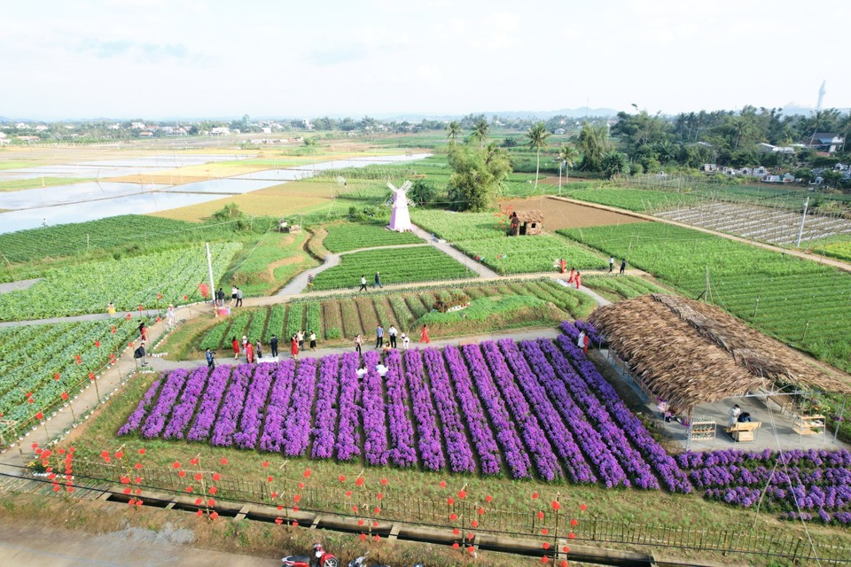 V&ugrave;ng chuy&ecirc;n canh hoa Nghĩa H&agrave;.