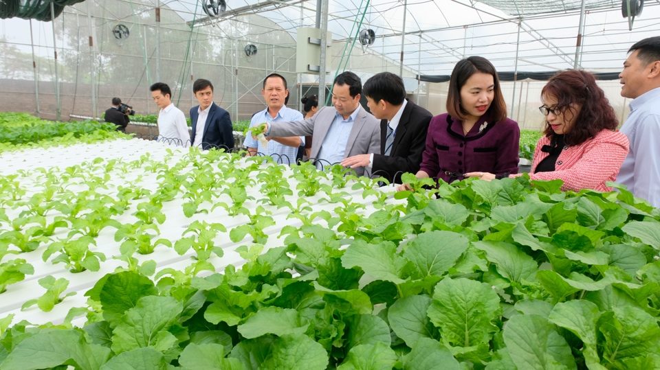 M&ocirc; h&igrave;nh trồng rau thuỷ canh mang lại gi&aacute; trị kinh tế cao của hội vi&ecirc;n n&ocirc;ng d&acirc;n x&atilde; Mai Đ&igrave;nh (huyện S&oacute;c Sơn).