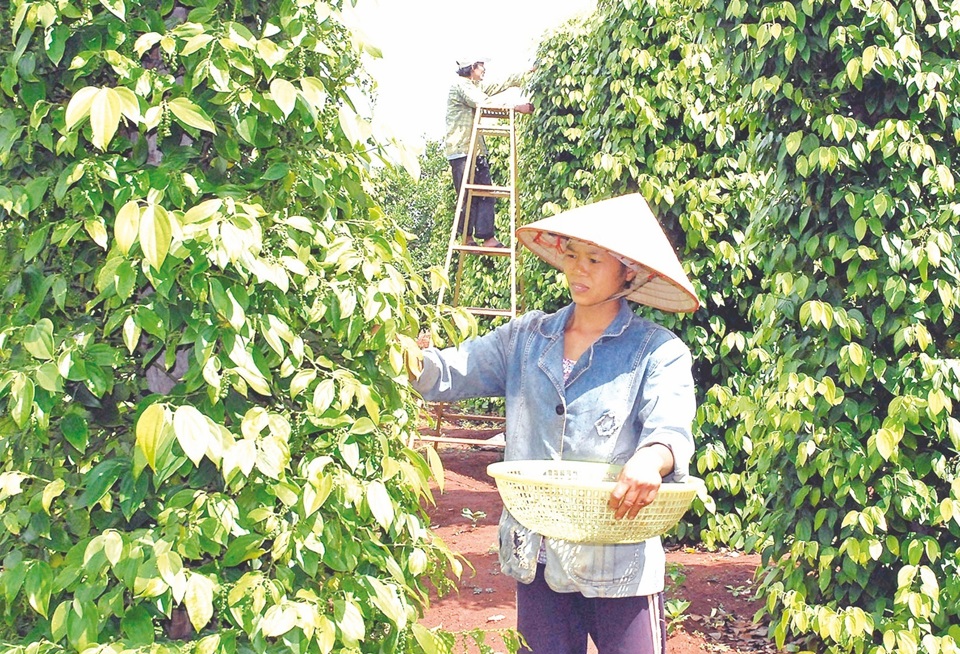 Gi&aacute; ti&ecirc;u h&ocirc;m nay 16/1: Tăng tại Gia Lai v&agrave; B&agrave; Rịa - Vũng T&agrave;u