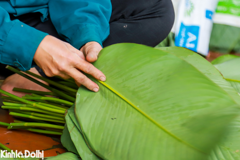 Sau khi ph&acirc;n loại, l&aacute; dong được rửa qua nước sạch, ủ k&iacute;n để bảo quản được l&acirc;u hơn. Điều n&agrave;y sẽ gi&uacute;p l&aacute; bớt bụi bẩn v&agrave; tăng th&ecirc;m độ xanh tươi.