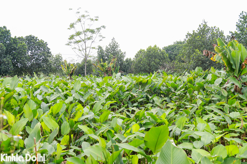 Cứ đến những ng&agrave;y cuối năm &Acirc;m lịch,&nbsp;thủ phủ l&aacute; dong ở khu vực Bắc Bộ tại&nbsp;th&ocirc;n Tr&agrave;ng C&aacute;t, x&atilde; Kim An (Thanh Oai, H&agrave; Nội) hối hả v&agrave;o m&ugrave;a thu hoạch.