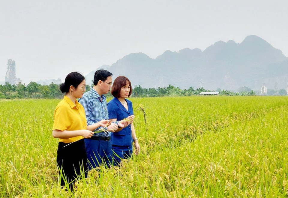 Vùng trồng lúa hữu cơ tại xã Nam Phương Tiến, huyện Chương Mỹ. Ảnh: Ánh Ngọc