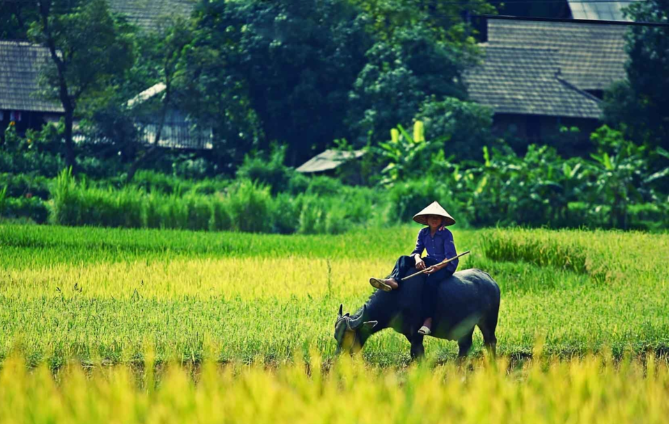 Gi&aacute; l&uacute;a gạo h&ocirc;m nay 17/1/2024: Biến động tr&aacute;i chiều. Ảnh minh họa.