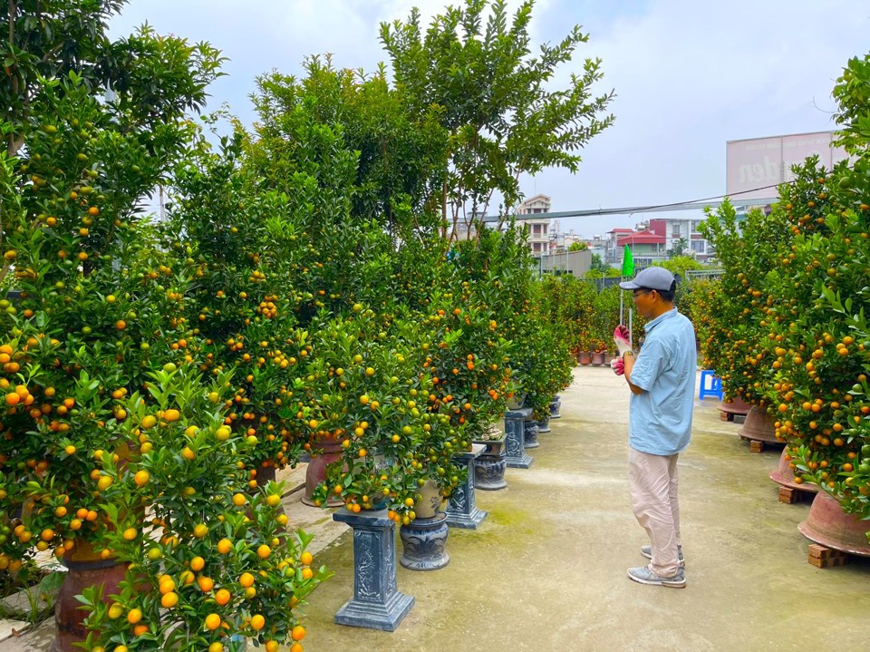 C&aacute;c chủ vườn chia sẻ, quất Tứ Li&ecirc;n năm nay chất lượng cũng như kiểu d&aacute;ng c&oacute; phần đẹp hơn so với những năm trước.