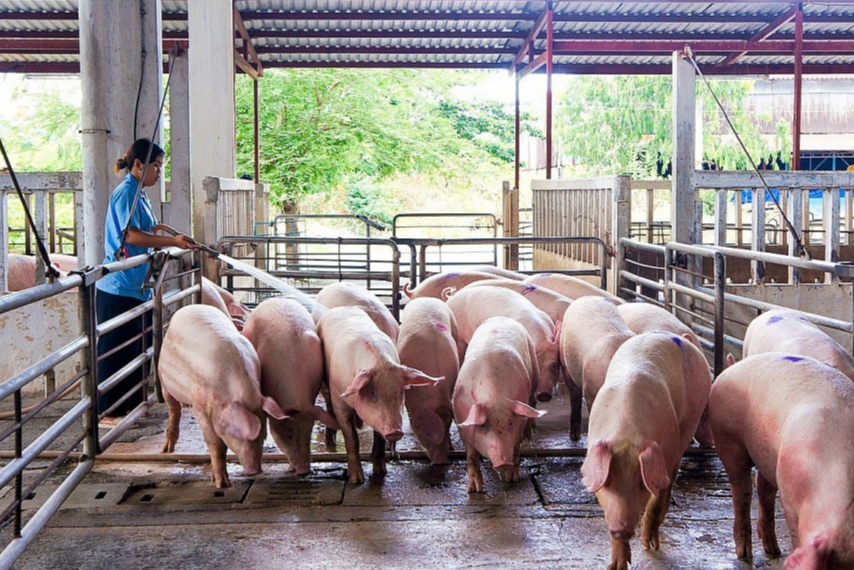 Gi&aacute; lợn hơi đang dao động từ 50.000 - 58.000 đồng/kg, t&ugrave;y từng khu vực. Ảnh minh họa