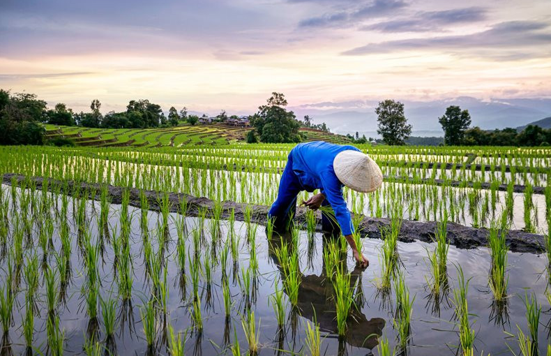 Gi&aacute; l&uacute;a gạo h&ocirc;m nay 21/1/2024: Gi&aacute; l&uacute;a gạo xuất khẩu tăng giảm tr&aacute;i chiều. Ảnh minh họa.