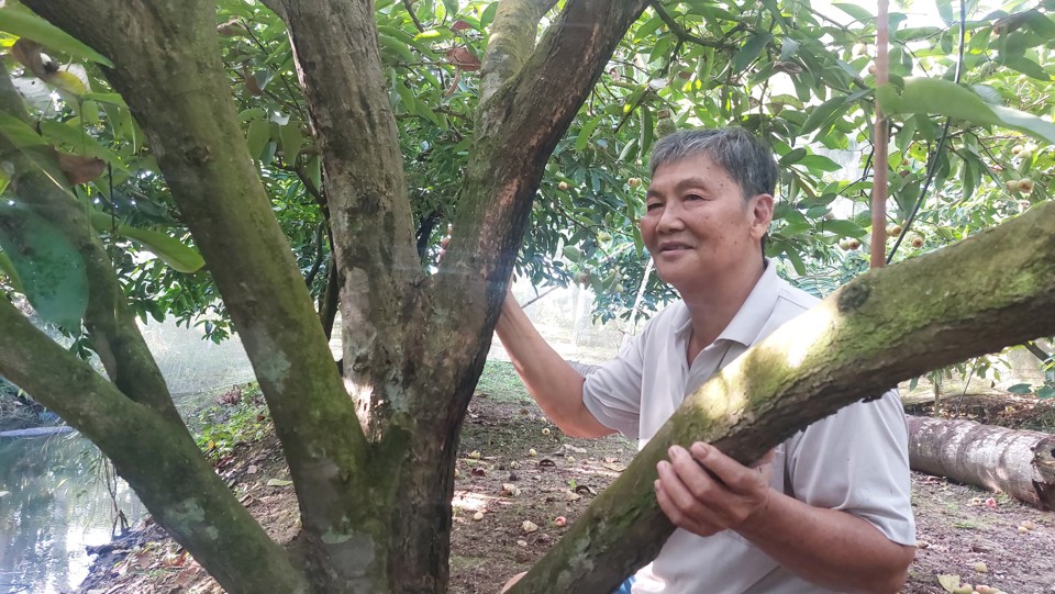 &Ocirc;ng L&ecirc; Văn Hội giới thiệu về vườn mận xanh đường hơn 20 tuổi của m&igrave;nh. Ảnh Xu&acirc;n Lương