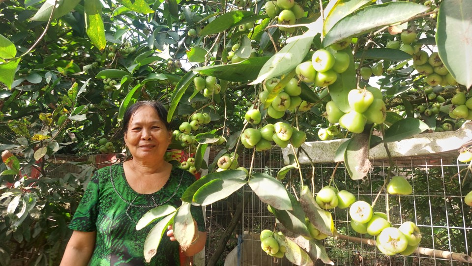 &Ocirc;ng Hội cho biết, sẽ mở rộng diện t&iacute;ch trồng mận để tăng số lượng tr&aacute;i cung ứng thị trường. Ngo&agrave;i ra, gia đ&igrave;nh sẵn s&agrave;ng chia sẻ kinh nghiệm, hỗ trợ giống mận cho hộ n&ocirc;ng d&acirc;n ở địa phương c&oacute; nhu cầu để ph&aacute;t triển m&ocirc; h&igrave;nh trồng mận đường. Ảnh Xu&acirc;n Lương