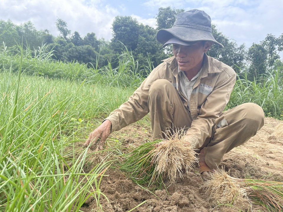 &Ocirc;ng Hồ Duy Th&aacute;i thu hoạch kiệu.