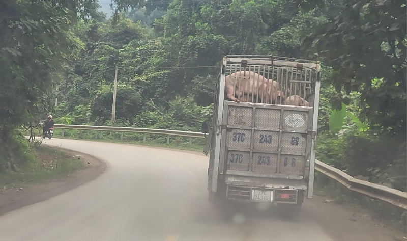Phương tiện vận chuyển lợn lưu th&ocirc;ng tr&ecirc;n tuyến Quốc lộ 8 đoạn qua địa b&agrave;n huyện Hương Sơn