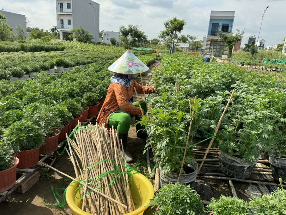 Để đ&aacute;p ứng nhu cầu thị yếu, c&aacute;c vườn hoa lu&ocirc;n cập nhật v&agrave; thử nghiệm những giống hoa mới gi&uacute;p tăng chủng loại hoa để thu h&uacute;t kh&aacute;ch h&agrave;ng. Ảnh Hồng Thắm