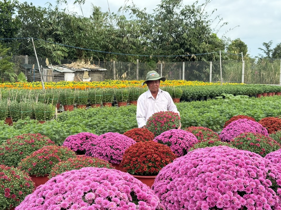 &Ocirc;ng Đo&agrave;n Hữu Bốn, Gi&aacute;m đốc Hợp t&aacute;c x&atilde; hoa kiểng B&igrave;nh An b&ecirc;n vườn c&uacute;c m&acirc;m x&ocirc;i t&iacute;m "hot" tr&ecirc;n thị trường Tết, được nhiều kh&aacute;ch h&agrave;ng t&igrave;m mua. Ảnh Hồng Thắm