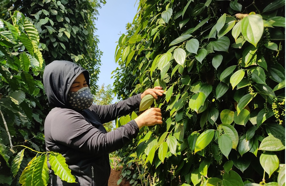 Gi&aacute; ti&ecirc;u h&ocirc;m nay 27/1: Tăng ở Đ&ocirc;ng Nam Bộ, thị trường Mỹ mua mạnh trở lại