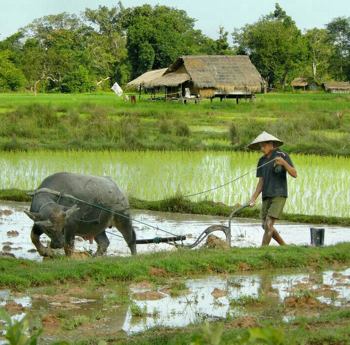 Gi&aacute; l&uacute;a gạo h&ocirc;m nay 26/1/2024: Duy tr&igrave; ổn định. Ảnh minh họa.