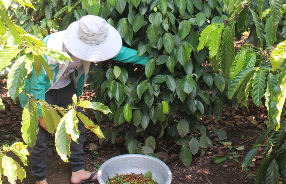 Gi&aacute; ti&ecirc;u h&ocirc;m nay 28/1: Tăng 2 ng&agrave;y li&ecirc;n tiếp, cả tuần th&ecirc;m 500 đồng/kg &nbsp;