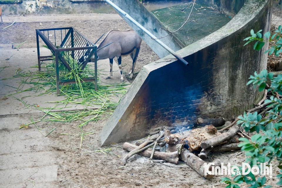 Vườn thú Hà Nội: Chế độ chăm sóc đặc biệt với động vật trong giá rét - Ảnh 6