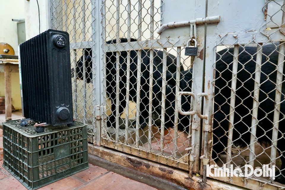 Vườn thú Hà Nội: Chế độ chăm sóc đặc biệt với động vật trong giá rét - Ảnh 4