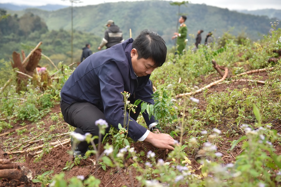 ABBANK gây quỹ tài trợ 50.000 cây gỗ lớn cho người dân Quảng Bình - Ảnh 1