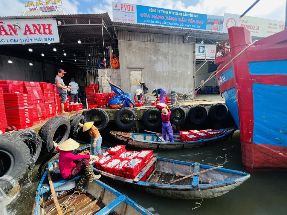 C&aacute; được đưa l&ecirc;n bờ để mang đi ti&ecirc;u thụ.