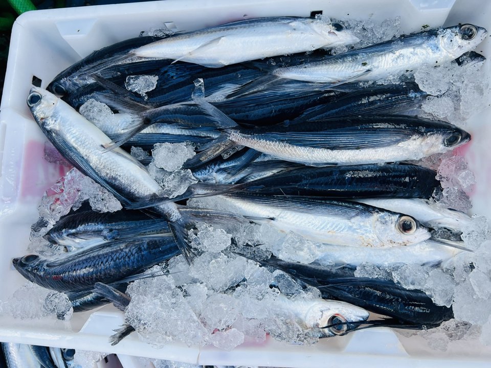 C&aacute; chuồn l&agrave; một trong những loại hải sản được khai th&aacute;c kh&aacute; nhiều dịp gần Tết.