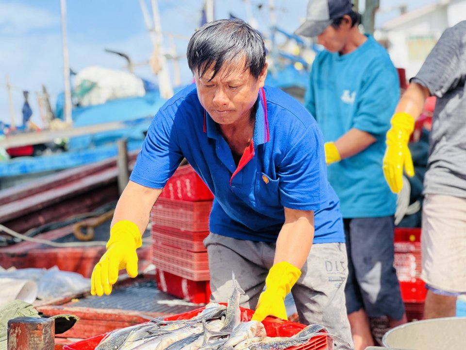 T&agrave;u c&aacute; của ngư d&acirc;n Đỗ Ch&iacute; B&igrave;nh cập cảng sau hơn 20 ng&agrave;y xuất bến đi khai th&aacute;c.