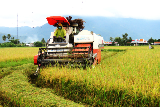 Gi&aacute; l&uacute;a gạo h&ocirc;m nay 30/1/2024: Gi&aacute; l&uacute;a chững, gi&aacute; gạo giảm mạnh. Ảnh minh họa.