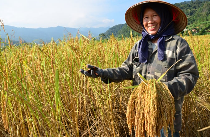 Giá lúa gạo hôm nay 31/1/2024: Giá gạo xuất khẩu giảm mạnh. Ảnh minh họa.