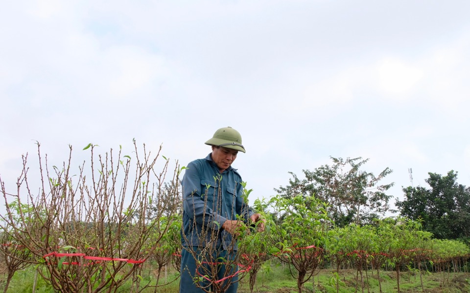 &Ocirc;ng Nguyễn Văn C&ocirc;ng ở th&ocirc;n Ph&ugrave; Tr&igrave; cho biết, gia đ&igrave;nh chuyển sang l&agrave;m nghề trồng hoa đ&agrave;o gần 5 năm qua. C&ocirc;ng việc tất bật nhất l&agrave; 3 - 4 th&aacute;ng cuối năm.