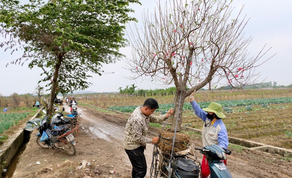 D&ugrave; vẫn chịu ảnh hưởng của thời tiết nhưng nh&igrave;n chung việc bu&ocirc;n b&aacute;n thuận lợi. Doanh thu từ c&acirc;y đ&agrave;o cao hơn nhiều so với trồng rau củ. Theo đ&oacute;, 1 s&agrave;o trồng đ&agrave;o, trừ chi ph&iacute; cho thu l&atilde;i b&igrave;nh qu&acirc;n từ 50 - 70 triệu đồng.