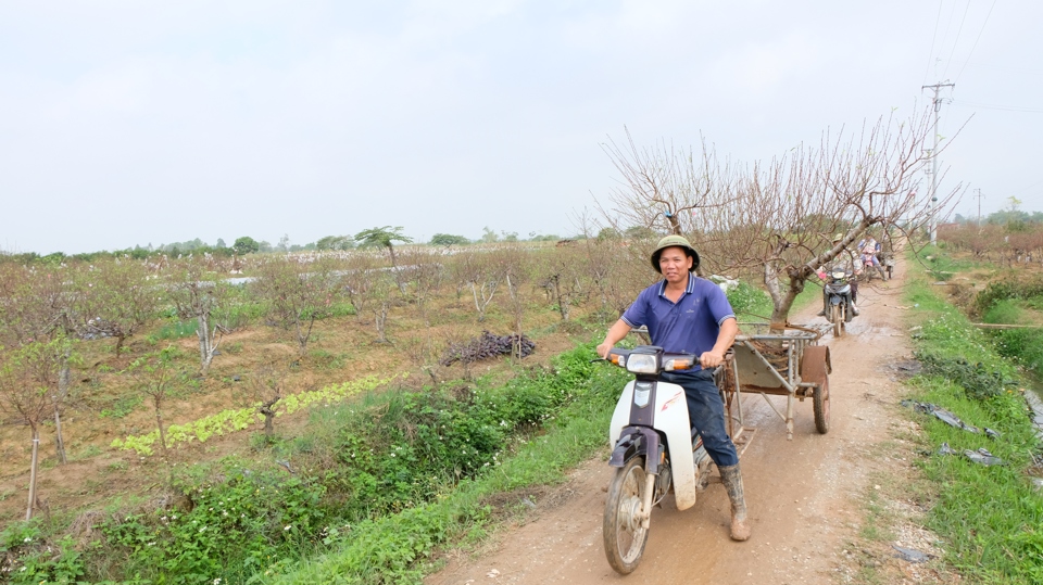 Những ng&agrave;y cuối năm cận Tết, ng&ocirc;i l&agrave;ng Ph&ugrave; Tr&igrave; trở n&ecirc;n bận rộn, tấp nập. &Ocirc; t&ocirc; tải, xe m&aacute;y nườm nượp ra v&agrave;o con đường dẫn đến những c&aacute;nh đồng hoa đ&agrave;o đang độ đ&acirc;m chồi, nảy lộc, tươi thắm sắc hoa.