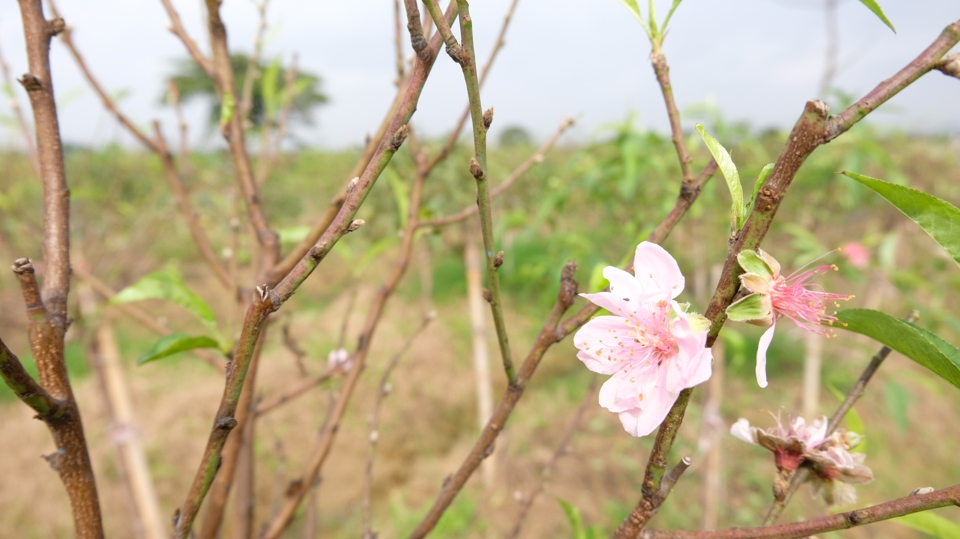 Điều đ&aacute;ng kh&iacute;ch lệ, sản phẩm hoa đ&agrave;o của l&agrave;ng Ph&ugrave; Tr&igrave; đ&atilde; được UBND TP H&agrave; Nội đ&aacute;nh gi&aacute;, ph&acirc;n hạng OCOP 4 sao. Đ&acirc;y l&agrave; sự c&ocirc;ng nhận, khẳng định đối với chất lượng hoa đ&agrave;o của người d&acirc;n l&agrave;ng Ph&ugrave; Tr&igrave;.