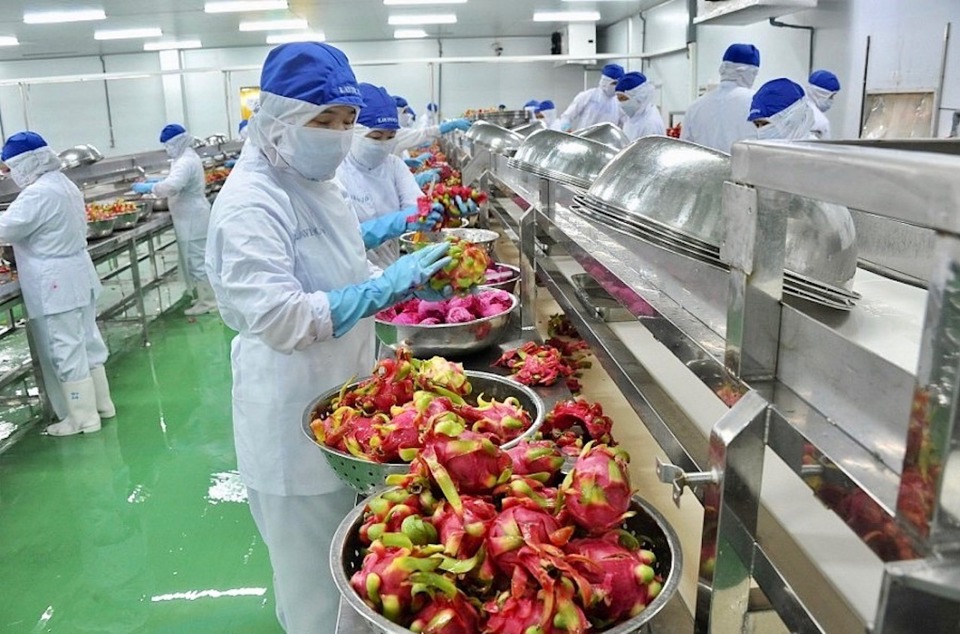Thanh long l&agrave; một trong những mặt h&agrave;ng xuất khẩu lớn của Việt Nam.