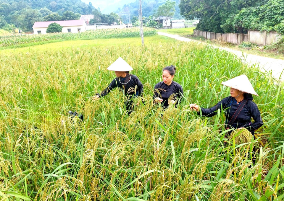 Gi&aacute; l&uacute;a gạo h&ocirc;m nay 1/2/2024: Gi&aacute; l&uacute;a chững, gi&aacute; gạo tăng. Ảnh minh họa.