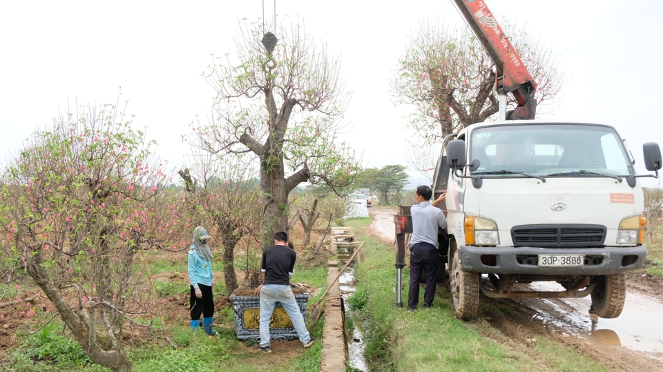 Những năm qua, c&acirc;y đ&agrave;o dần trở th&agrave;nh nguồn sinh kế mới, quan trọng của người d&acirc;n th&ocirc;n Ph&ugrave; Tr&igrave; n&oacute;i ri&ecirc;ng, x&atilde; Kim Hoa n&oacute;i chung. Nhờ nghề trồng đ&agrave;o, nhiều hộ gia đ&igrave;nh trong l&agrave;ng đ&atilde; c&oacute; của ăn của để, đời sống vật chất, tinh thần kh&ocirc;ng ngừng được n&acirc;ng cao.