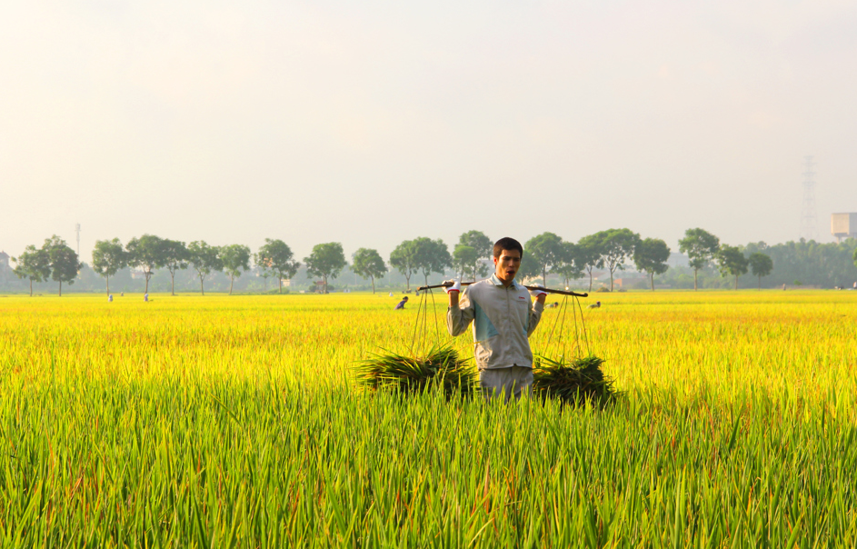 Gi&aacute; l&uacute;a gạo h&ocirc;m nay 2/2/2024: Gi&aacute; gạo biến động tr&aacute;i chiều. Ảnh minh họa.