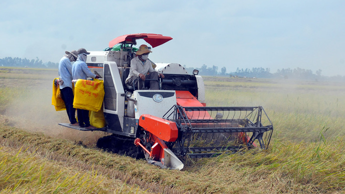 Gi&aacute; l&uacute;a gạo h&ocirc;m nay 3/2/2024: Gi&aacute; l&uacute;a giảm, gi&aacute; gạo chững. Ảnh minh họa.